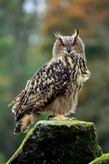 Eurasian Eagle-owl (Bubo bubo), adult on rocks, Eifel, Germany