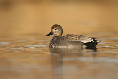 Gadwall (Mareca strepera), Utrecht, Netherlands
