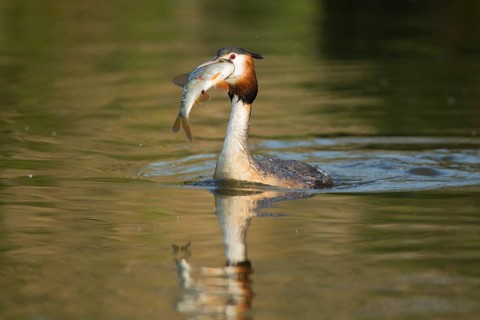 Great crested grebe (Podiceps cristatus) adult bird with a large fish for food in its beak on a