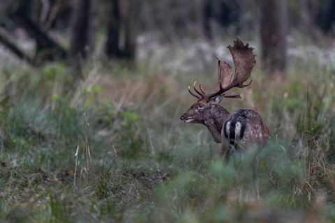 This fallow deer (Dama dama) has been taking part in the rut for weeks and its strength is slowly