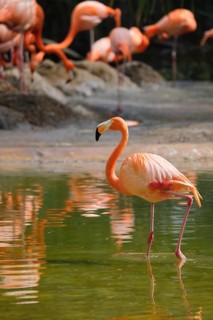 American flamingo (Phoenicopterus ruber) pink bird in pond