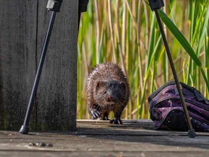 A curious mink