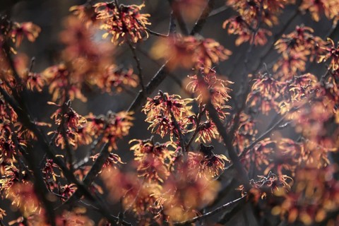 Hamamelis, winter, Germany