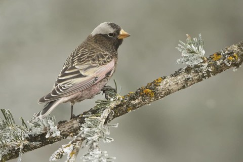 Black Rosy Finch (Leucosticte atrata), New Mexico, USA