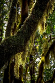 Laurel trees with mosses and lichens, Garajonay National Park, La Gomera, Canary Islands, Spain