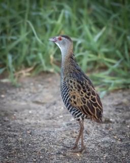 African Crake (Crex egregia), Gauteng, South Africa