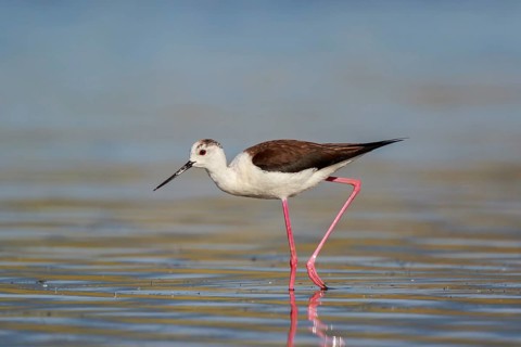 Black-winged Stilt (Himantopus himantopus) foraging, Lesvos, Greece