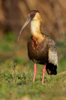 Buff-necked Ibis (Theristicus caudatus) feeding in a wetland area in the Pantanal region of Brazil