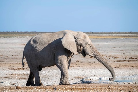 Lone African elephant (Loxodonta africana) drinking at a waterhole, Etosha National Park, Namibia