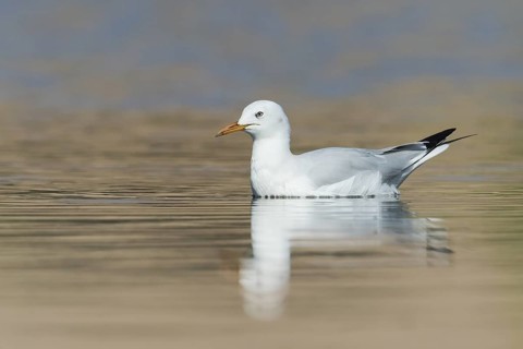 Slender-billed Gull (Chroicocephalus genei), Eilat, Israel