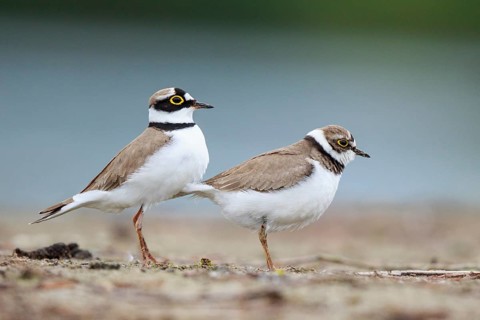 Little Ringed Plover (Charadrius dubius) pair displaying, North Rhine-Westphalia, Germany