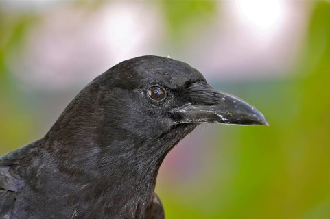 Fish crow (Corvus ossifragus)