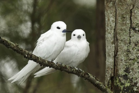 White Tern (Gygis alba), Hawaii, USA