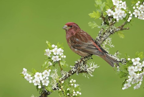 Purple Finch (Haemorhous purpureus) male, British Columbia, Canada