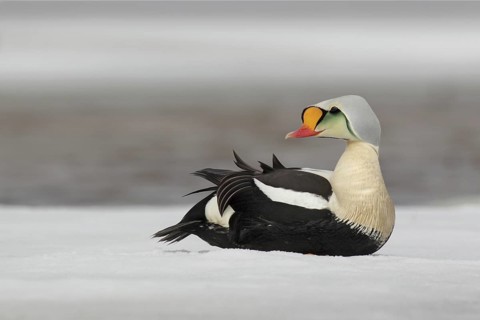 King Eider (Somateria spectabilis) male, Alaska, USA