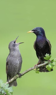 Common Starling (Sturnus vulgaris) juvenile begging for food, Brandenburg, Germany