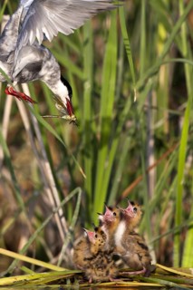 Whiskered Tern (Chlidonias hybrida) feeds chicks, Andalusia, Spain