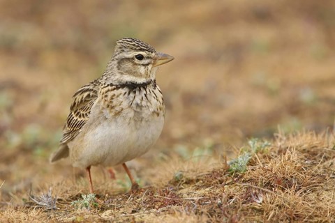 Calandra Lark (Melanocorypha calandra), La Serena, Spain