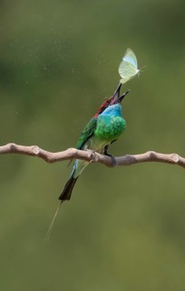 Blue-throated Bee-eater (Merops viridis) perched on a branch with moth prey, Malaysia