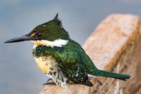 Greenfisher, Mato Gross0, Brazil, (Cloroceryle americana), kingfisher, pantanal, South America