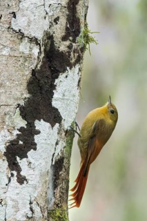 Olivaceous Woodcreeper (Sittasomus griseicapillus) perched on a branch in the Atlantic Rainforest