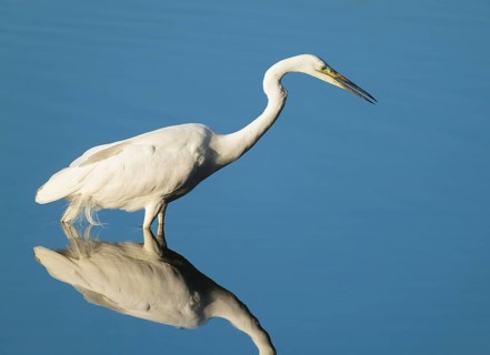 Great White Egret (Ardea alba) foraging in the shallow water zone of a lake, blue water, Lower