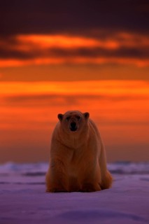 Polar bear sunset in the Arctic. Bear on the drifting ice with snow, with evening orange sun,