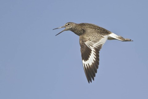 Willet (Tringa semipalmata) calling in flight, Newfoundland, Canada