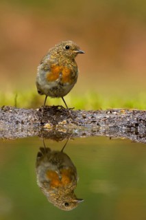 European Robin (Erithacus rubecula) juvenile, Utrecht, Netherlands
