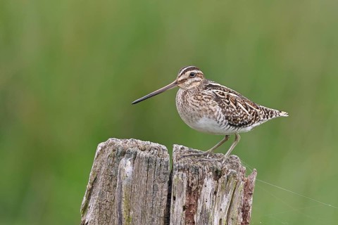 Snipe (Gallinago gallinago), standing on fence post of a pasture, on moorland, snipe birds,