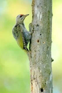 Grey-headed Woodpecker (Picus canus) perched at tree, Danube Delta, Romania