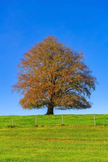 A large tree on a green meadow with autumn leaves under a blue sky, copper beech (Fagus sylvatica)