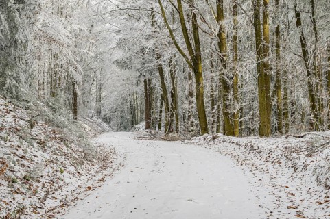 Forest road going through a mixed forest white from roarfrost on a sunny day in winter, Bavaria,