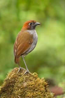 Chestnut-naped Antpitta (Grallaria nuchalis), Tapichacalaca Reserve, Ecuador
