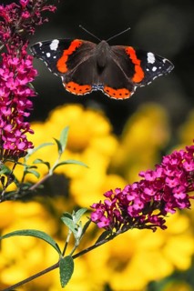An red admiral (Vanessa atalanta) flies between purple flowers in front of a blurred background,
