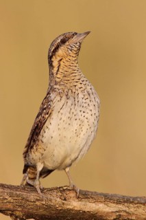 Eurasian Wryneck (Jynx torquilla), Baden-Wuerttemberg, Germany