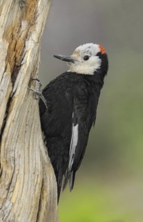 White-headed Woodpecker (Leuconotopicus albolarvatus), Oregon, USA