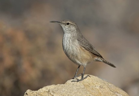 Rock Wren (Salpinctes obsoletus) singing, New Mexico, USA