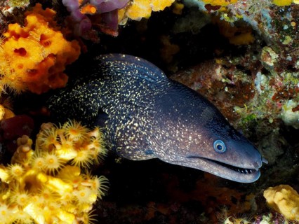 Mediterranean moray eel (Muraena helena) hiding between shining crust anemones and rocks, dive site