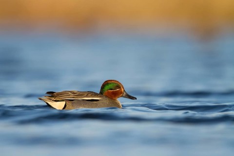 Eurasian Teal (Anas crecca) male, Utrecht, Netherlands