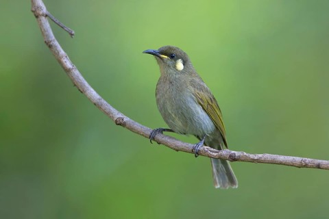 Graceful Honeyeater (Meliphaga gracilis) perched on a branch, Queensland, Australia