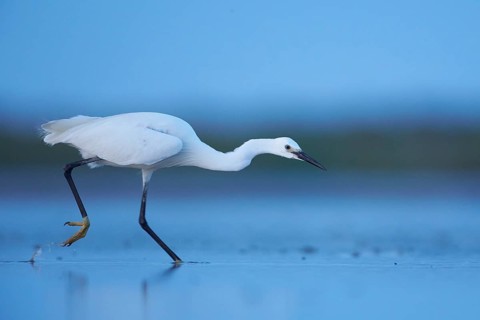 Little Egret (Egretta garzetta) foraging, Camargue, France