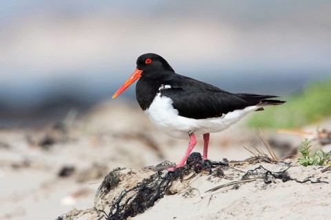 Pied Oystercatcher (Haematopus longirostris), Victoria, Australia