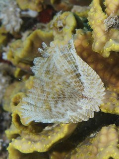 Indian tubeworm (Sabellastarte indica)