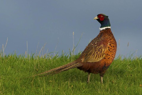Common Pheasant (Phasianus colchicus) male, Texel, Netherlands