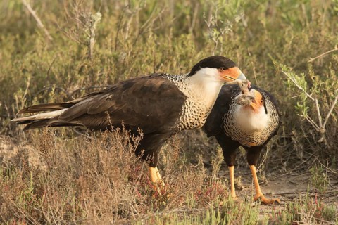 Northern Crested Caracara (Caracara cheriway), Texas, USA