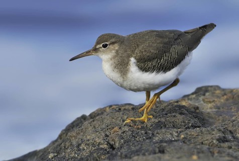 Spotted Sandpiper (Actitis macularius), British Columbia, Canada
