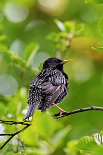 Starling (Sturnus vulgaris, sitting on a branch, Flachsee nature reserve, Reusstal, Freiamt, Canton
