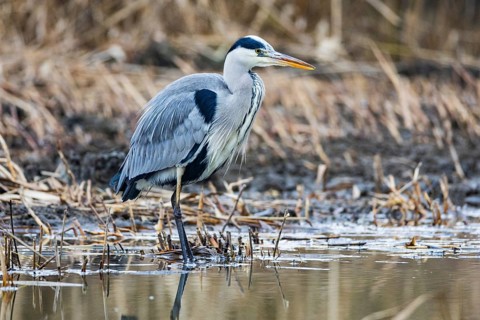 Grey heron (Ardea cinerea) Germany