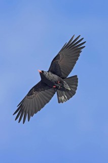 Red-billed Chough (Pyrrhocorax pyrrhocorax) flying, Morocco